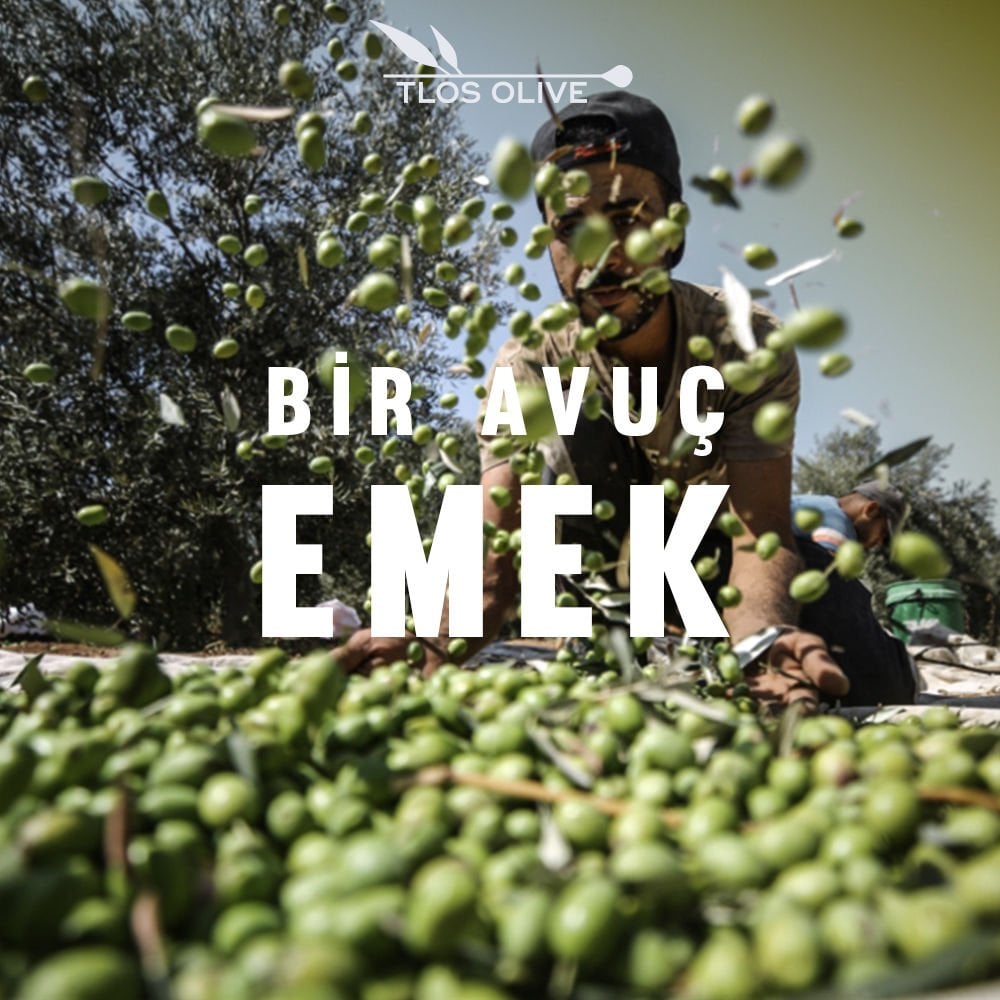 Hangi zeytinyağını almalıyım? Günlük kullanım için yumuşak içimli Zeytin Hanım Gold, sağlık amaçlı aç karnına tüketim için yüksek polifenollü Fenolive. Polifenol seviyeleri, acılık-yakıcılık farkı ve doğru seçim kriterleri bu yazıda.