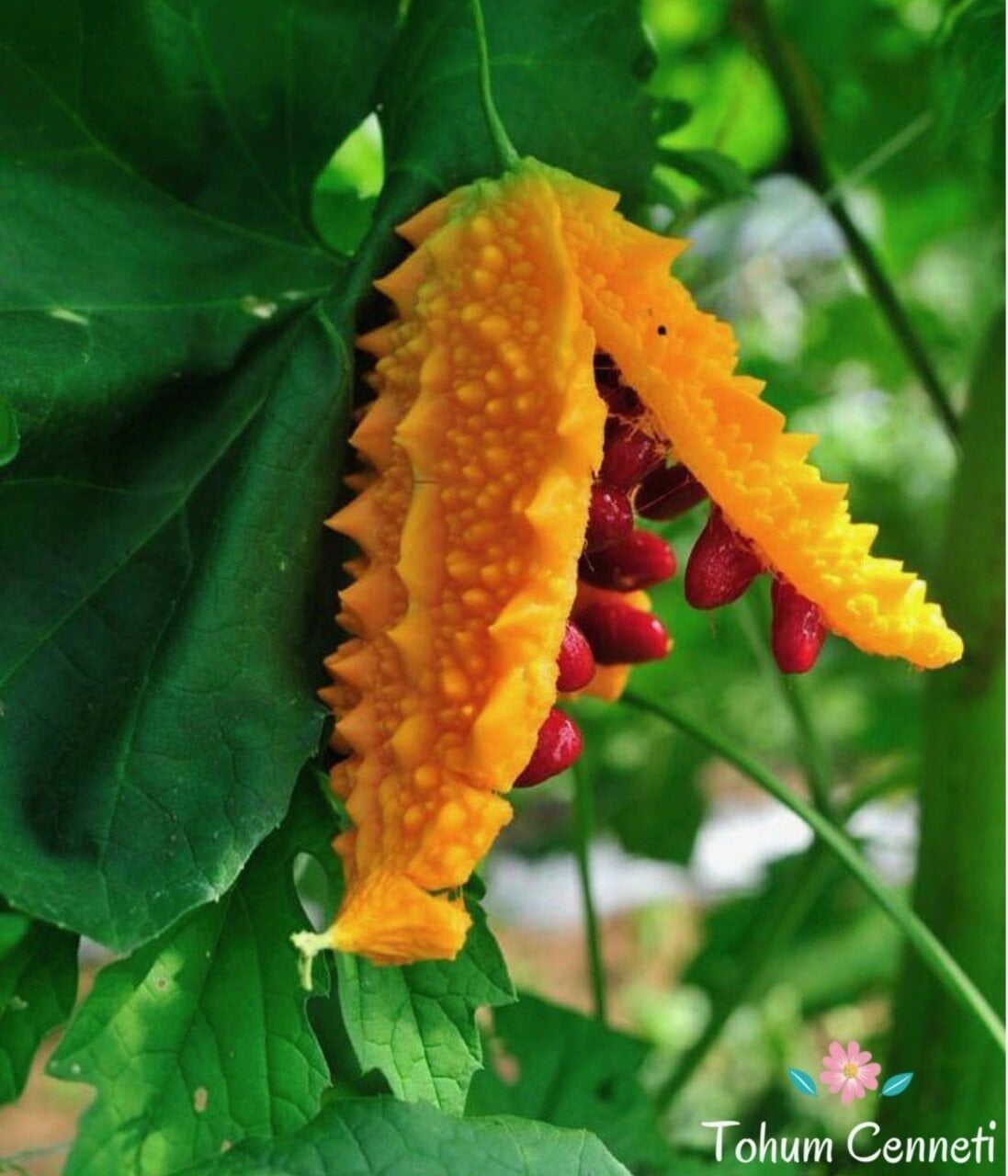 Kudret narı (Momordica charantia) rehberi: Charantin, polipeptid-p, vicine ve momordicin bileşenleriyle insülin benzeri etki ve metabolik destek sağlayan klinik kanıtla belgelenmiş bitki. Bu yazıda Peter 2019 (10 RKÇ meta-analizi) ve Heliyon 2024 (8 RKÇ GRADE meta-analizi) sonuçları, çoklu mekanizma kutusu (insülin benzeri etki / AMPK aktivasyonu / α-glukozidaz inhibisyonu / GLUT-4 ekspresyonu), 'hangi yağla hazırlandı' stratejik sorusu, Fenolive yüksek polifenollü zeytinyağı + bal + propolis sinerjisi, G6PD eksikliği-favizm uyarısı, hipoglisemi-hamilelik-cerrahi öncesi güvenlik notları, doz önerileri ve TLOS Zeytin Hanım Kudret Narı Ekstraktı Brüt 550gr (Zeytinyağlı-Ballı-Propolisli) ürün entegrasyonu kapsamlı biçimde ele alınır.