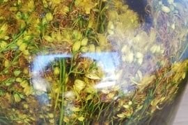 Kantaron yağı (Hypericum perforatum), Anadolu geleneksel tıbbının köklü bitkisel ürünü. Bu rehberde kantaron bitkisinin yağa geçirilme süreci, aktif bileşenler (hipericin, hiperforin, flavonoidler), geleneksel kullanım alanları (yara, yanık, kas-eklem ağrısı), doğru kullanım yöntemleri ve önemli uyarılar (güneş hassasiyeti, ilaç etkileşimleri, gebelik) ele alınır.