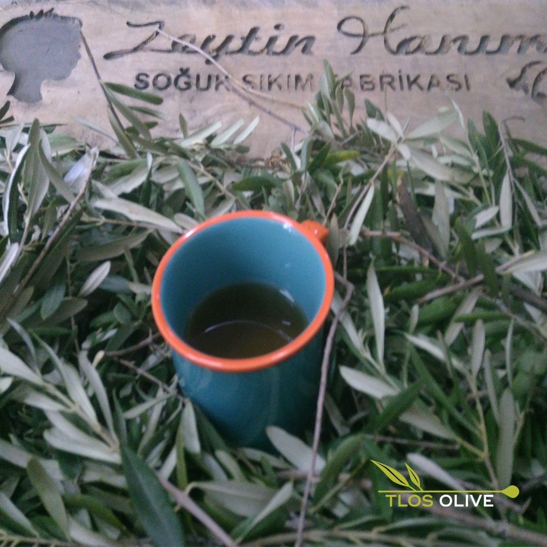 Zeytin Yaprağı ve Çayı: Faydaları, Bilimsel Kanıtlar ve Kullanımı